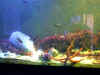 Foto in acquario