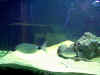 Foto in acquario