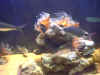 Foto in acquario