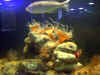 Foto in acquario