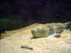 Foto in acquario
